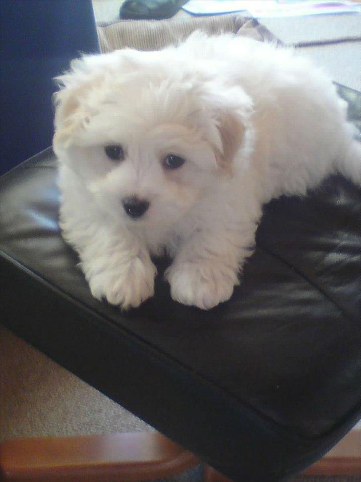 Coton de tulear Sonni billede 5