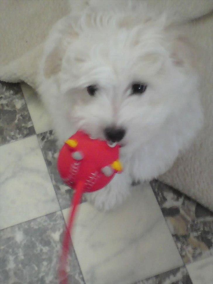 Coton de tulear Sonni billede 6