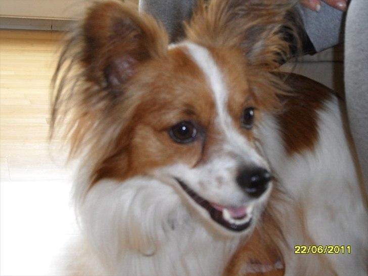 Papillon simba - her er jeg :-) billede 12