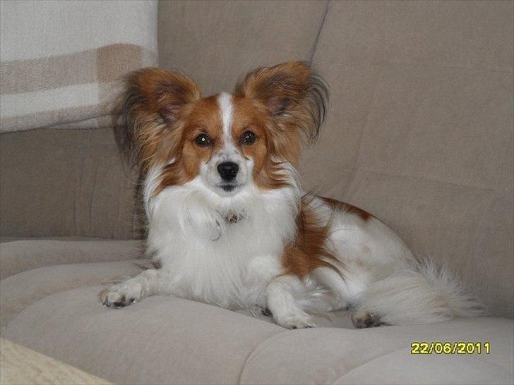 Papillon simba - første gang jeg er oppe hos min mors far og hans kæreste, de har en dejlig sofa ;-) billede 1