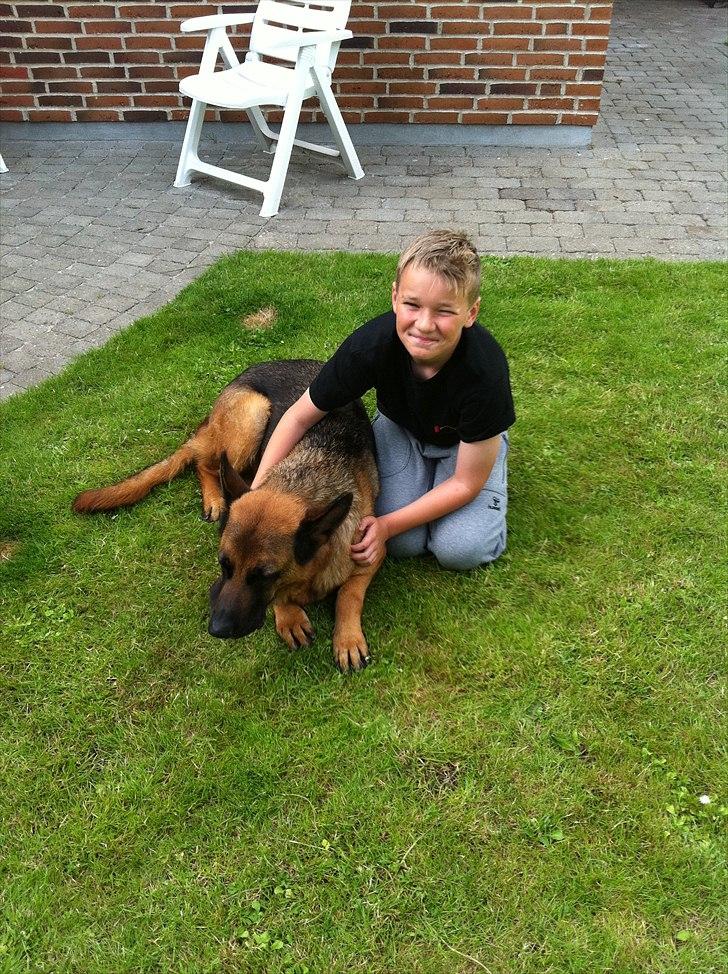 Schæferhund Simfan`s Anton billede 1