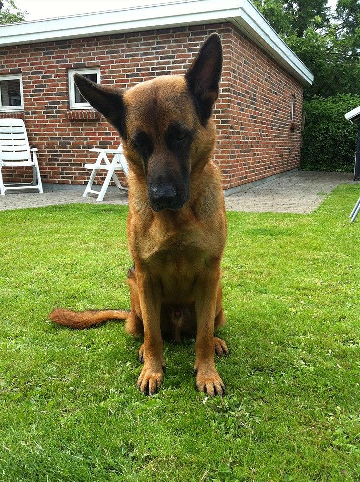 Schæferhund Simfan`s Anton billede 2