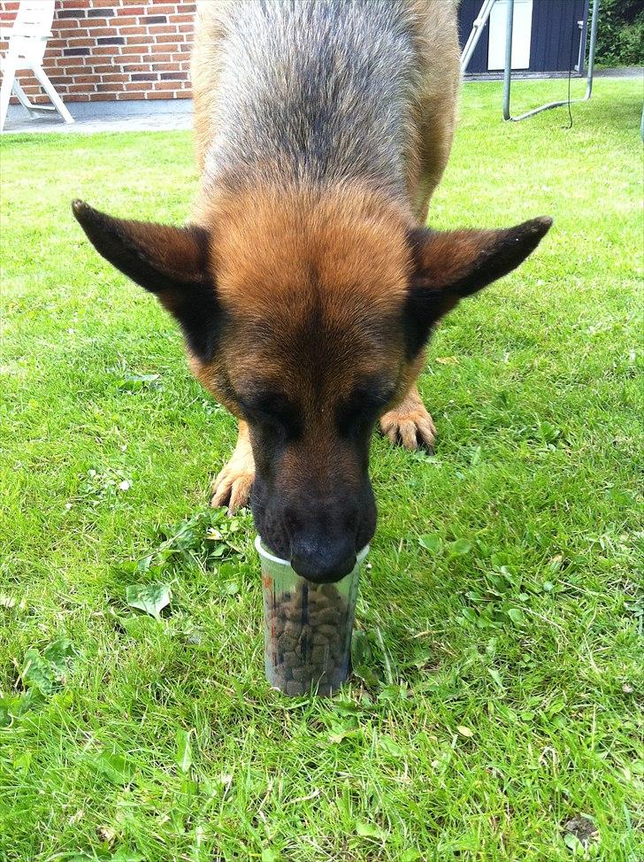 Schæferhund Simfan`s Anton billede 3