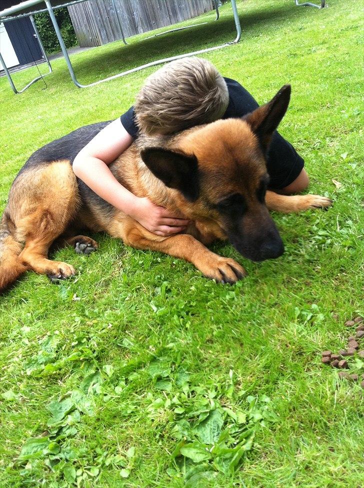 Schæferhund Simfan`s Anton billede 4