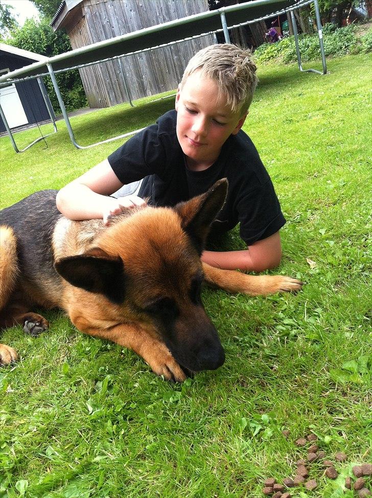 Schæferhund Simfan`s Anton billede 5