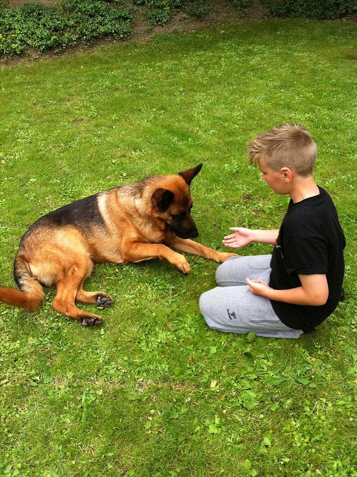 Schæferhund Simfan`s Anton billede 6