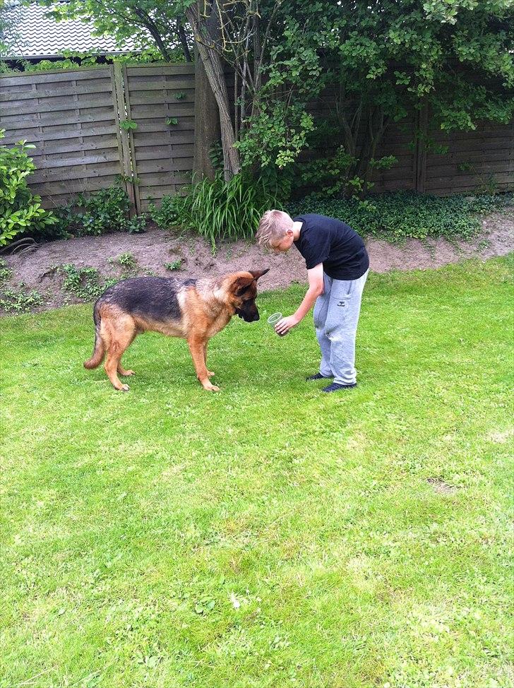 Schæferhund Simfan`s Anton billede 7