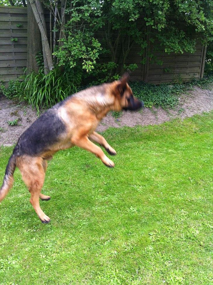 Schæferhund Simfan`s Anton billede 8