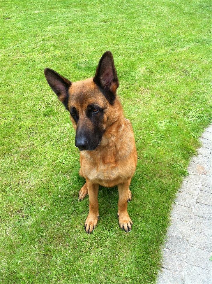 Schæferhund Simfan`s Anton billede 9