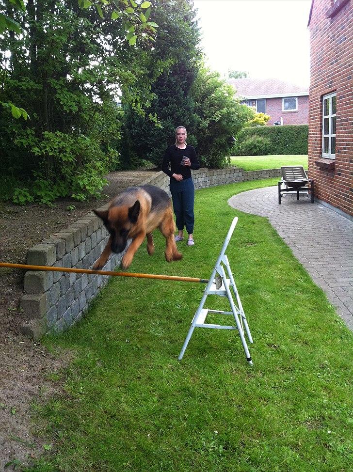 Schæferhund Simfan`s Anton billede 10
