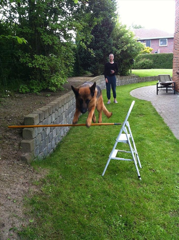 Schæferhund Simfan`s Anton billede 11