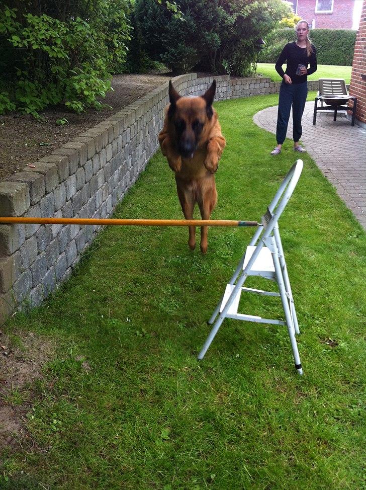 Schæferhund Simfan`s Anton billede 12