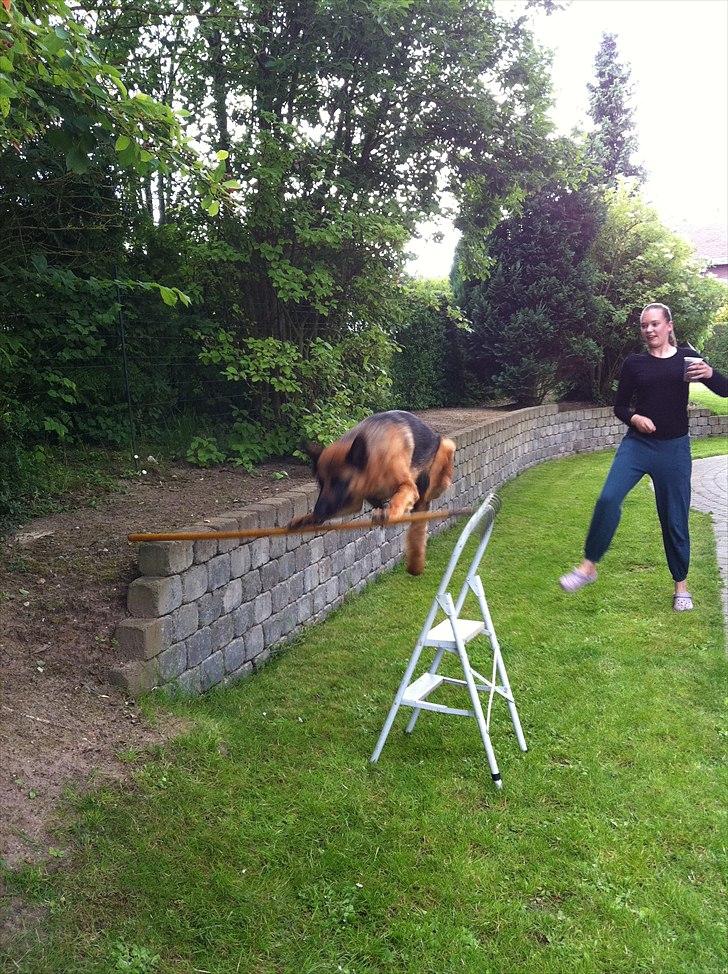 Schæferhund Simfan`s Anton billede 13