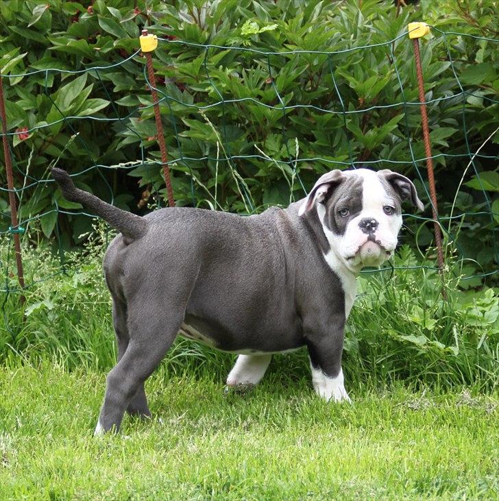 Olde english bulldogge Magnum von Frankenstein - Magnum 13 uge 26.06.11 billede 7