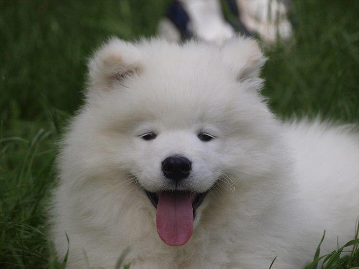 Samojedhund KeZz billede 2