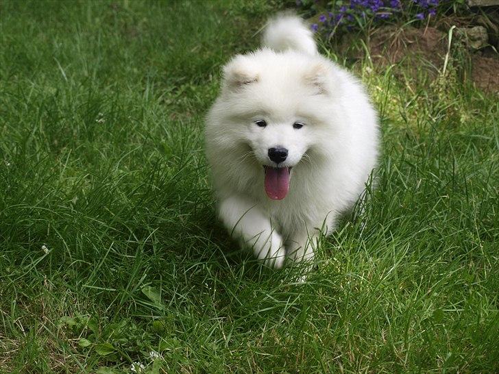 Samojedhund KeZz billede 3