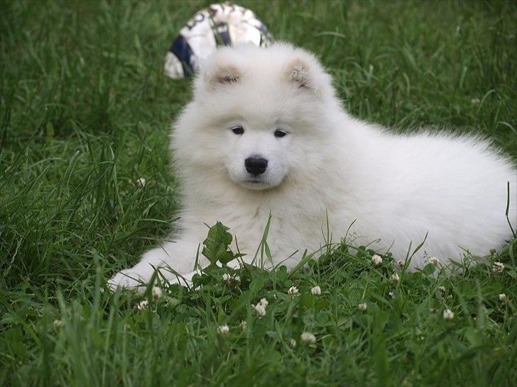 Samojedhund KeZz billede 4