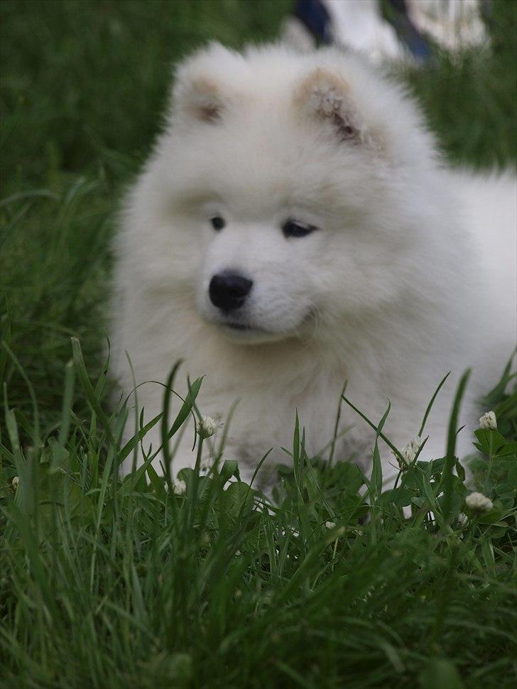 Samojedhund KeZz billede 5