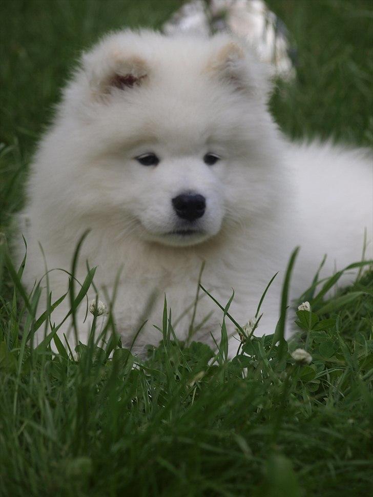 Samojedhund KeZz billede 6