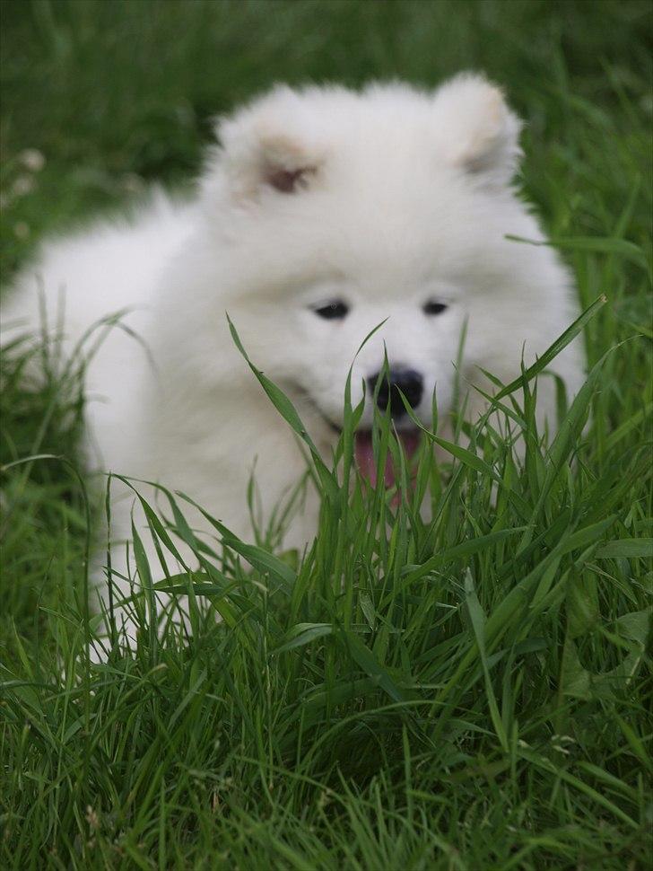 Samojedhund KeZz billede 7