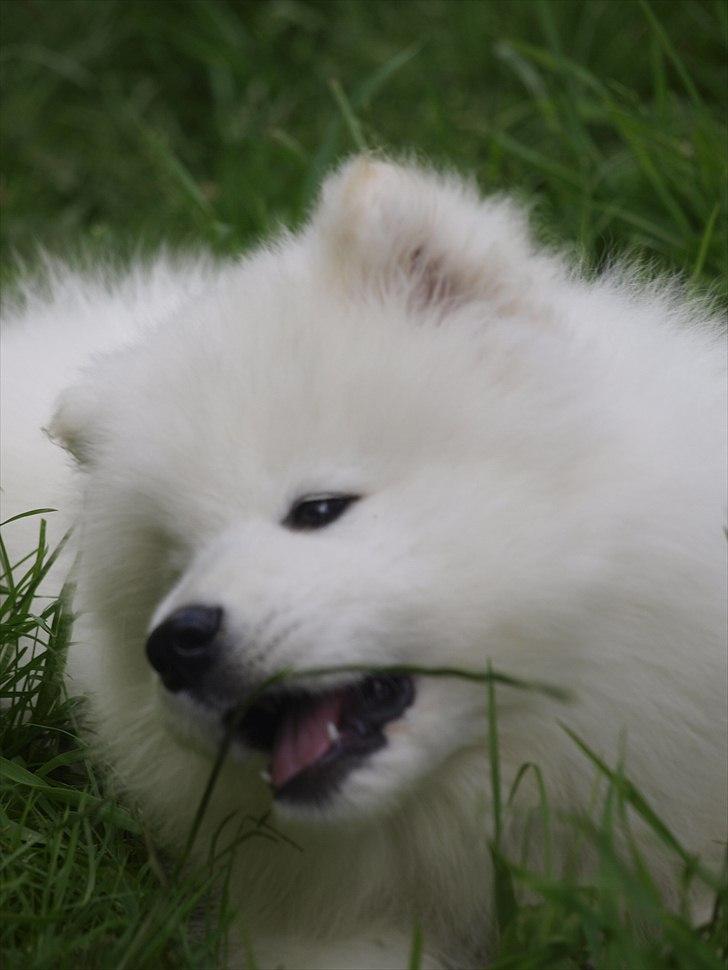 Samojedhund KeZz billede 8