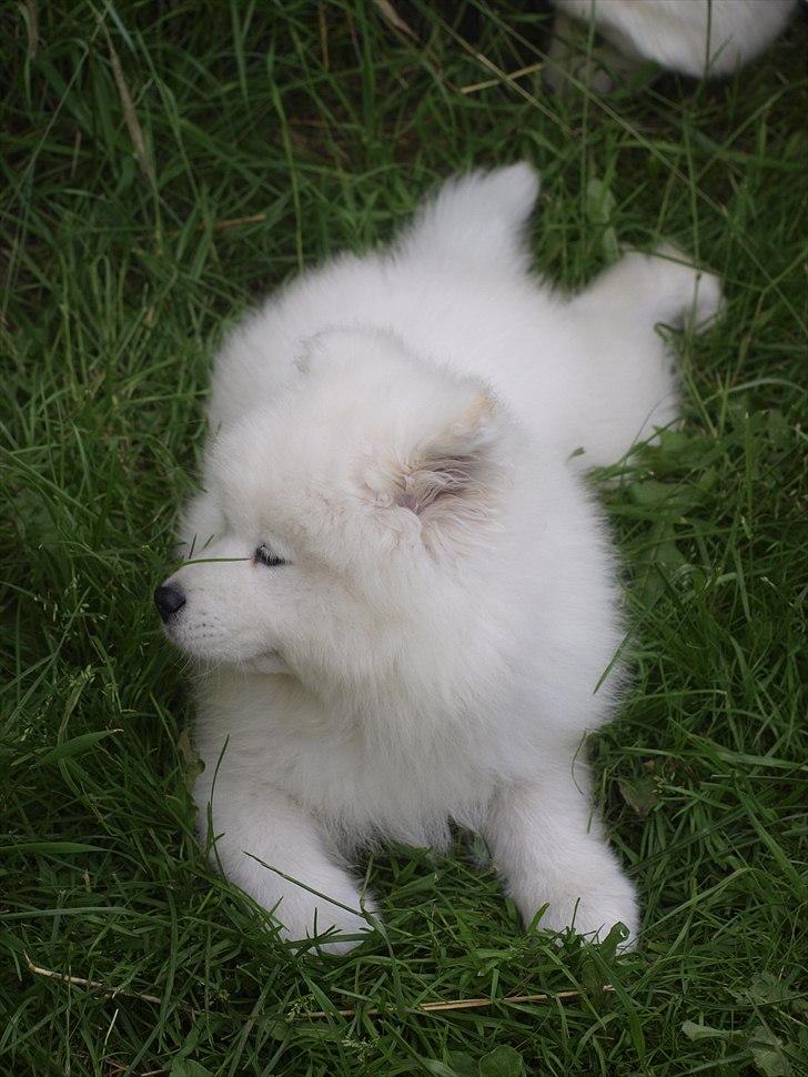 Samojedhund KeZz billede 9