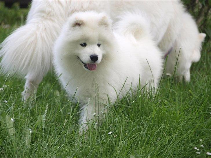 Samojedhund KeZz billede 10