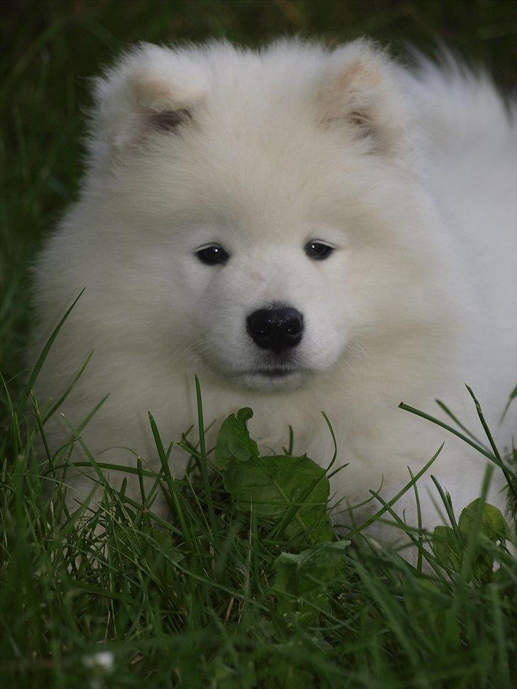 Samojedhund KeZz billede 11