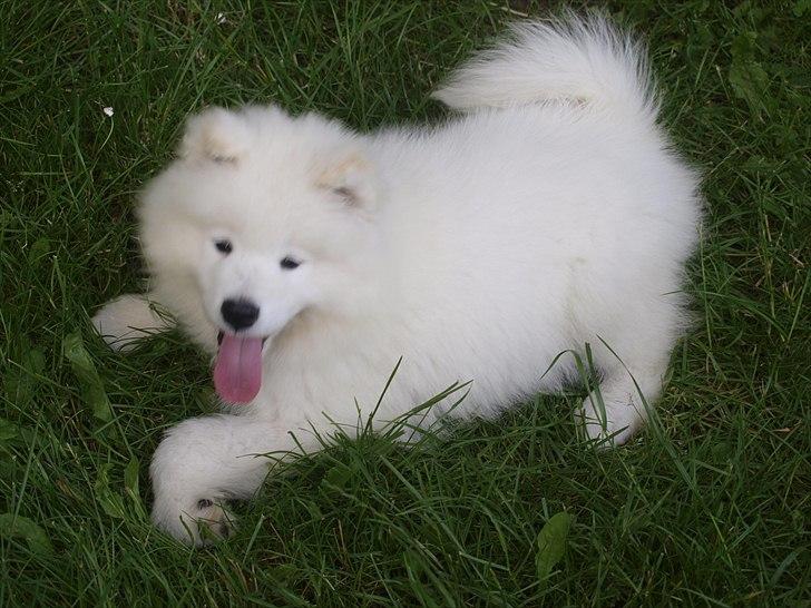 Samojedhund KeZz billede 12