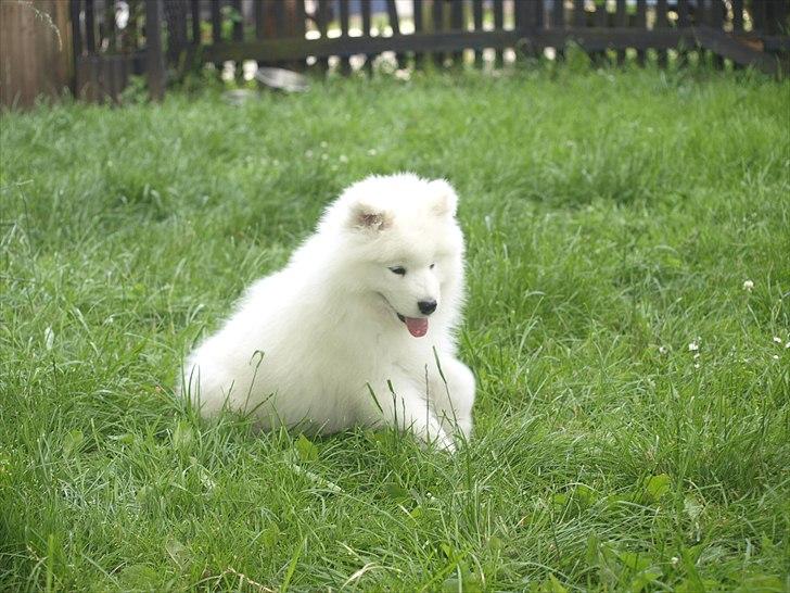 Samojedhund KeZz billede 13