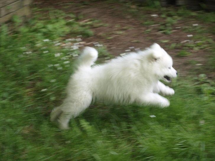 Samojedhund KeZz billede 14