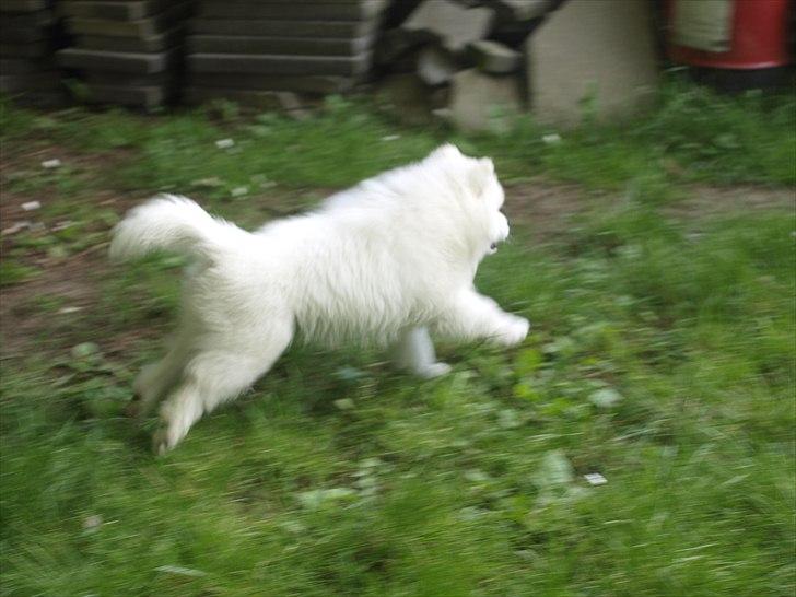 Samojedhund KeZz billede 15