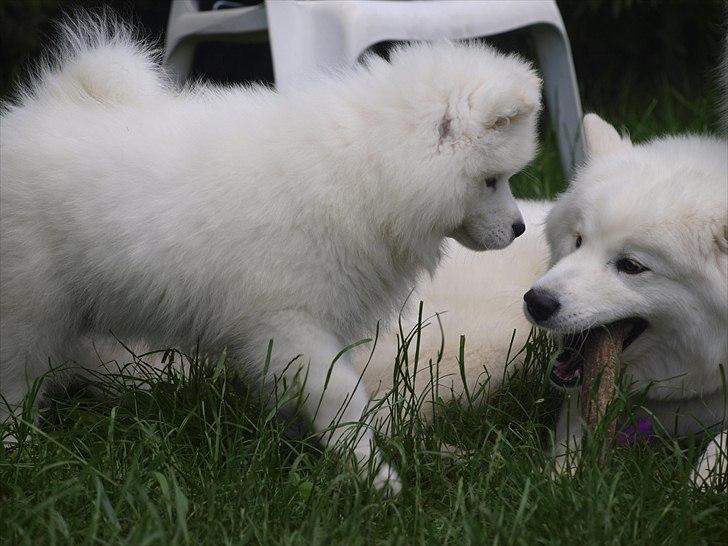 Samojedhund KeZz billede 16