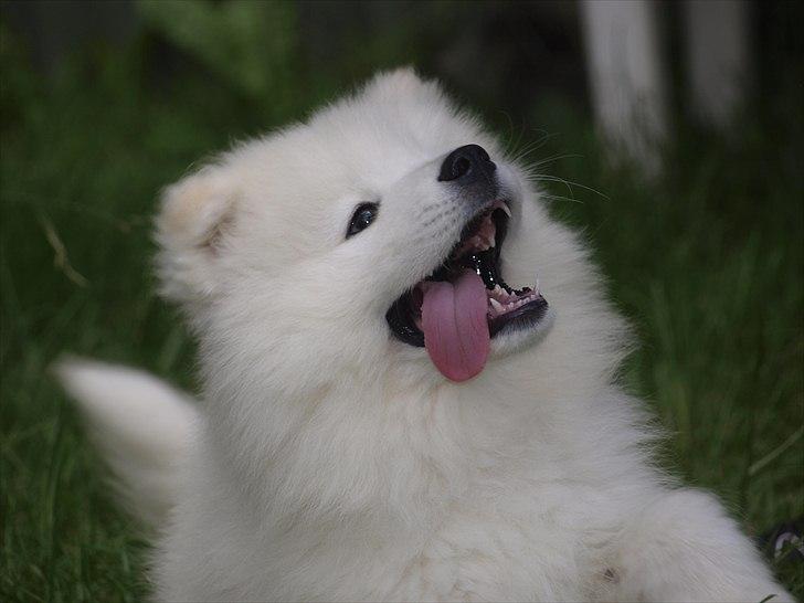 Samojedhund KeZz billede 17