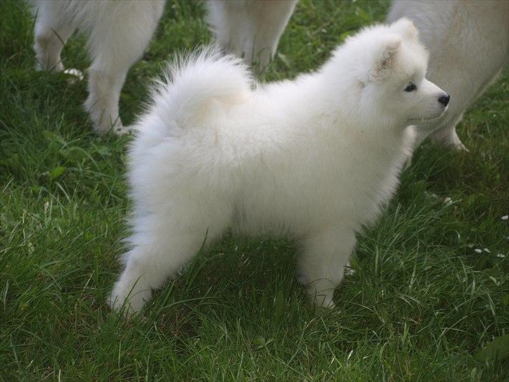 Samojedhund KeZz billede 18