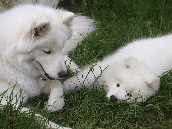 Samojedhund Gina billede 20