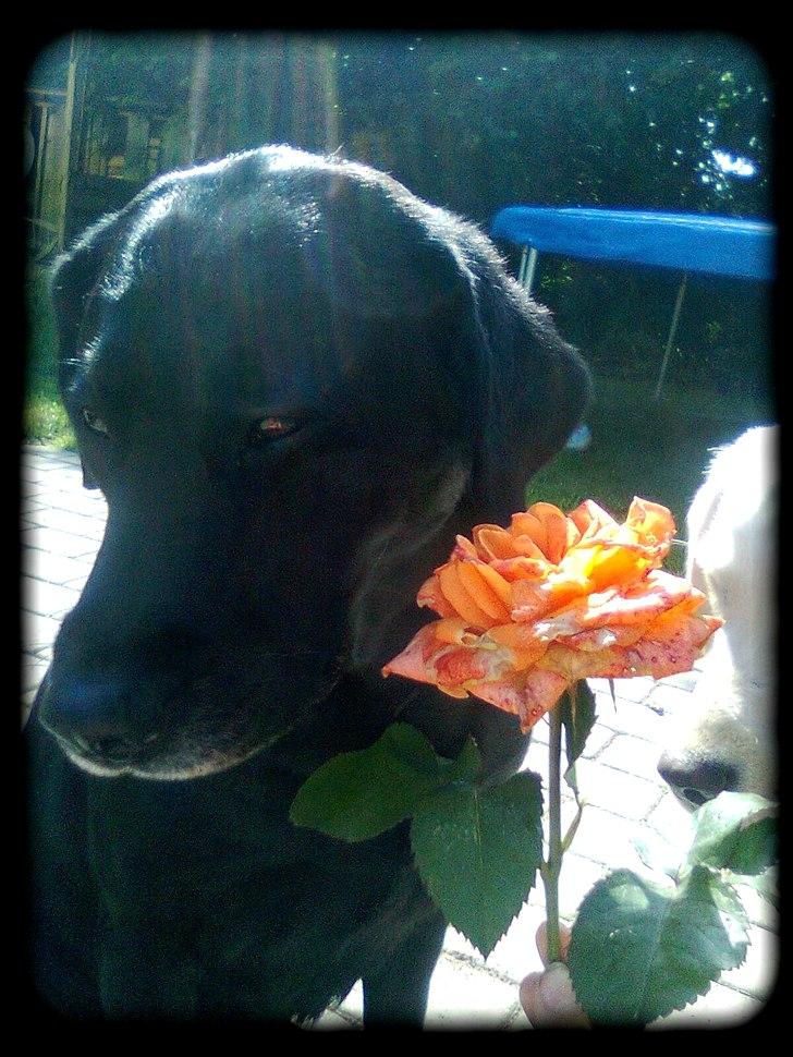 Labrador retriever †.R.I.P June.† 31-01-2014 - Model<3 billede 11