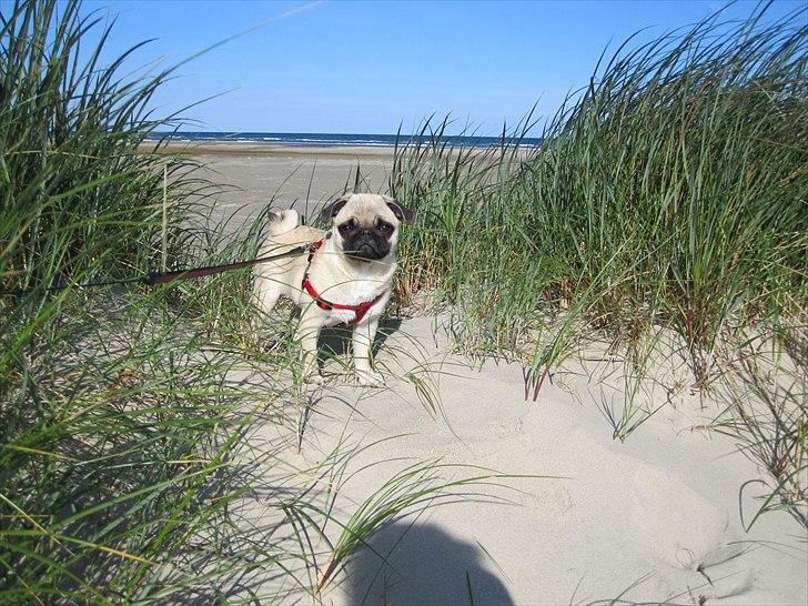 Mops Alma (Mine forældres) - min første strand-tur :) billede 18