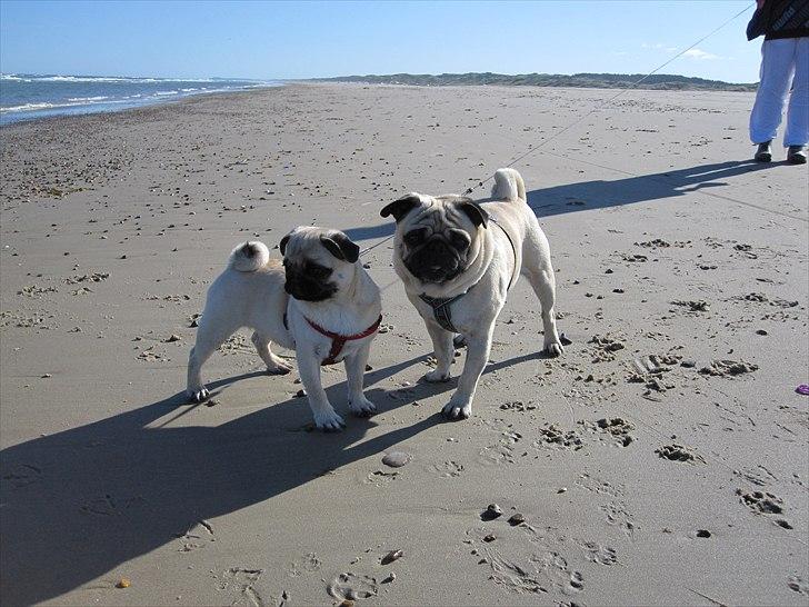 Mops Alma (Mine forældres) - Alma & Cosmo billede 20