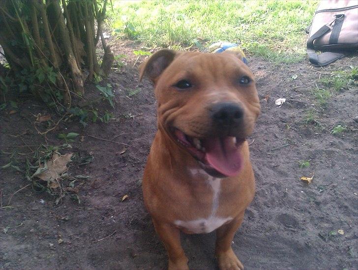 Staffordshire bull terrier Milo billede 11