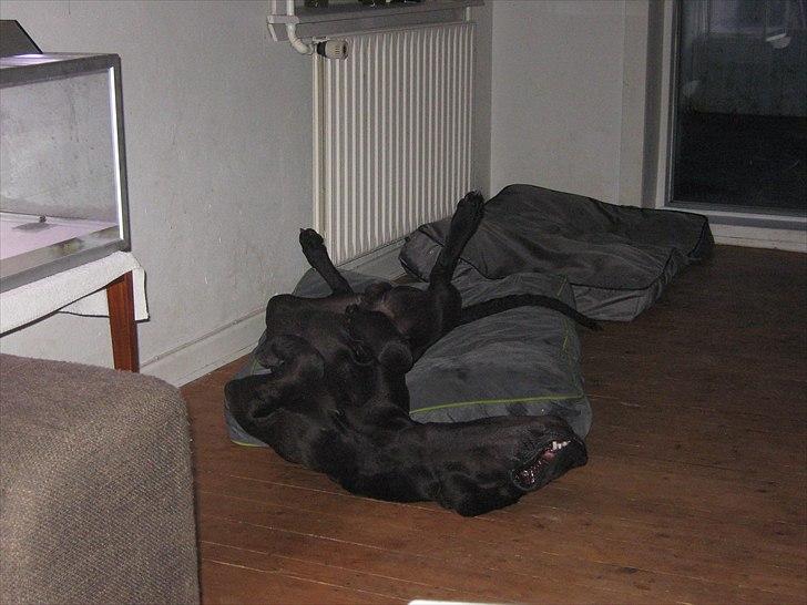 Grand danois Ludvig billede 11