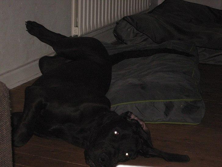 Grand danois Ludvig billede 12