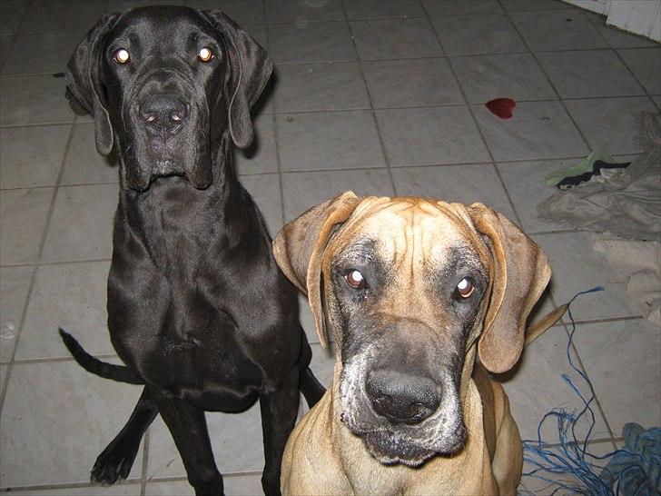 Grand danois Ludvig billede 13