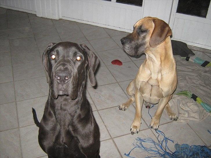 Grand danois Ludvig billede 14