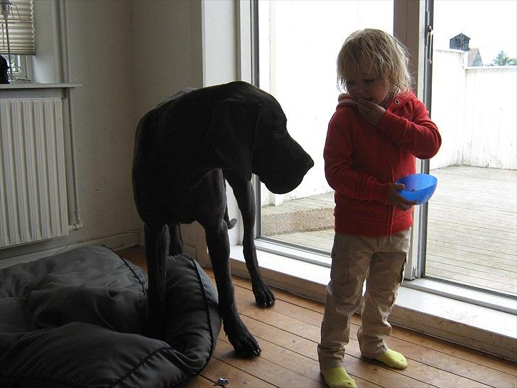 Grand danois Ludvig billede 15