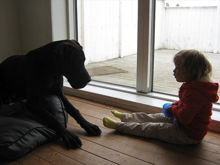 Grand danois Ludvig billede 16