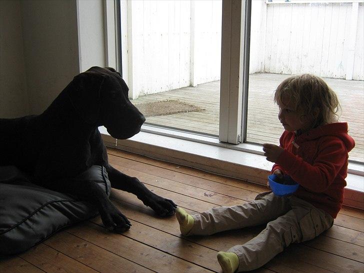 Grand danois Ludvig billede 17