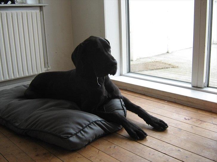 Grand danois Ludvig billede 18