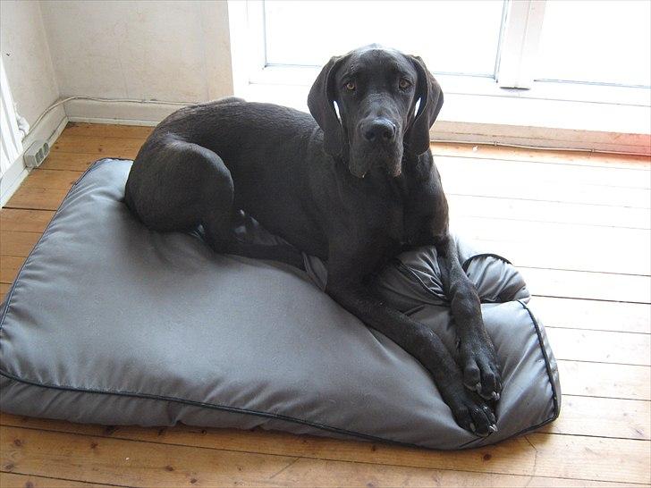 Grand danois Ludvig billede 19