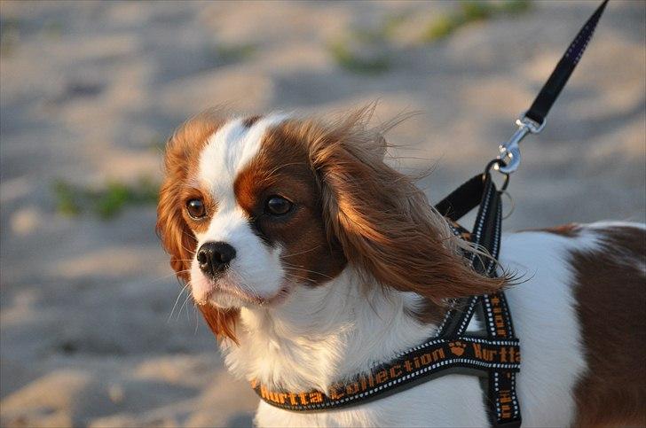 Cavalier king charles spaniel nala billede 2
